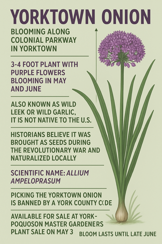 Yorktown Onion & Plant Sale May 3, 8-12 at York Learning Garden. Cash/Check.